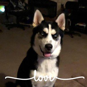 Meet your Posher, Lucy thronburg lee